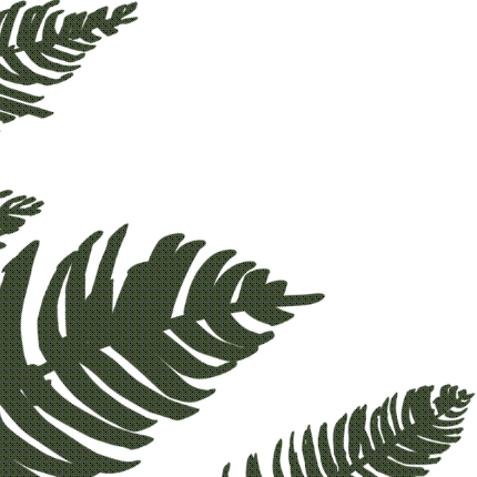 ferns